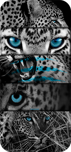 Cheetah Blue Eyes