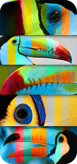 Toucan