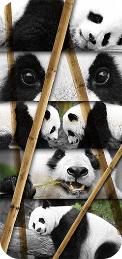 Panda Bamboo