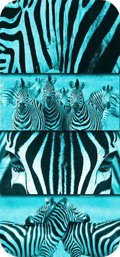 Zebra Turquoise