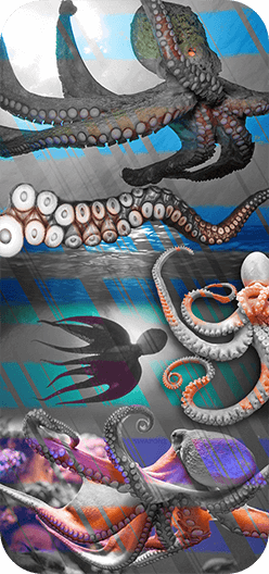 Octopus