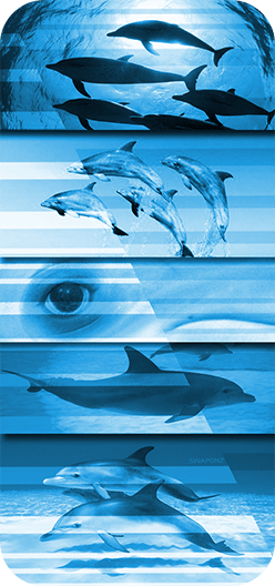 Dolphins