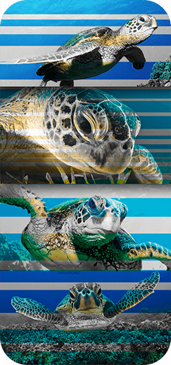 Geant Turtle