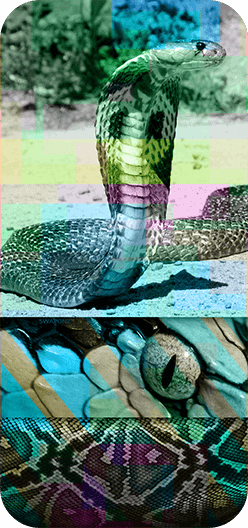 Cobra