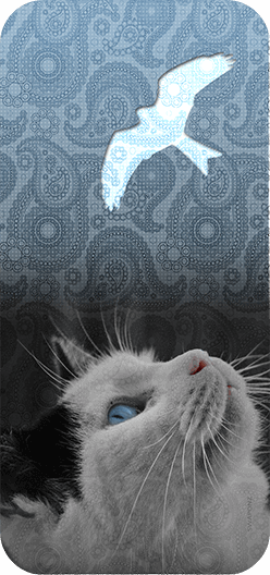 Cat Bird