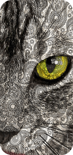 Cat Eye