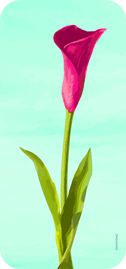 Lily