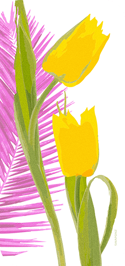 Tulips