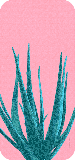 Snake Plant