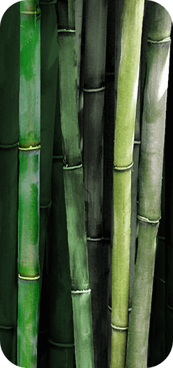 Bamboo II