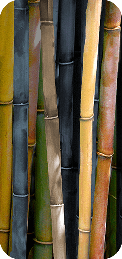 Bamboo III
