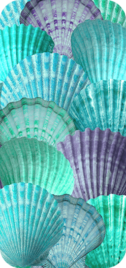 Seashells Turquoise