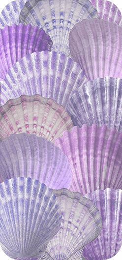 Seashells Purple