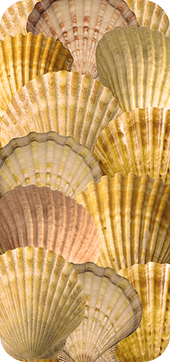 Seashells Yellow